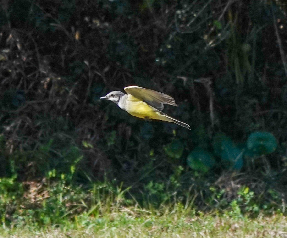 Western Kingbird - ML308500941