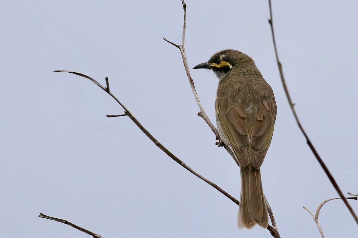 Yellow-faced Honeyeater - Jan Andersson
