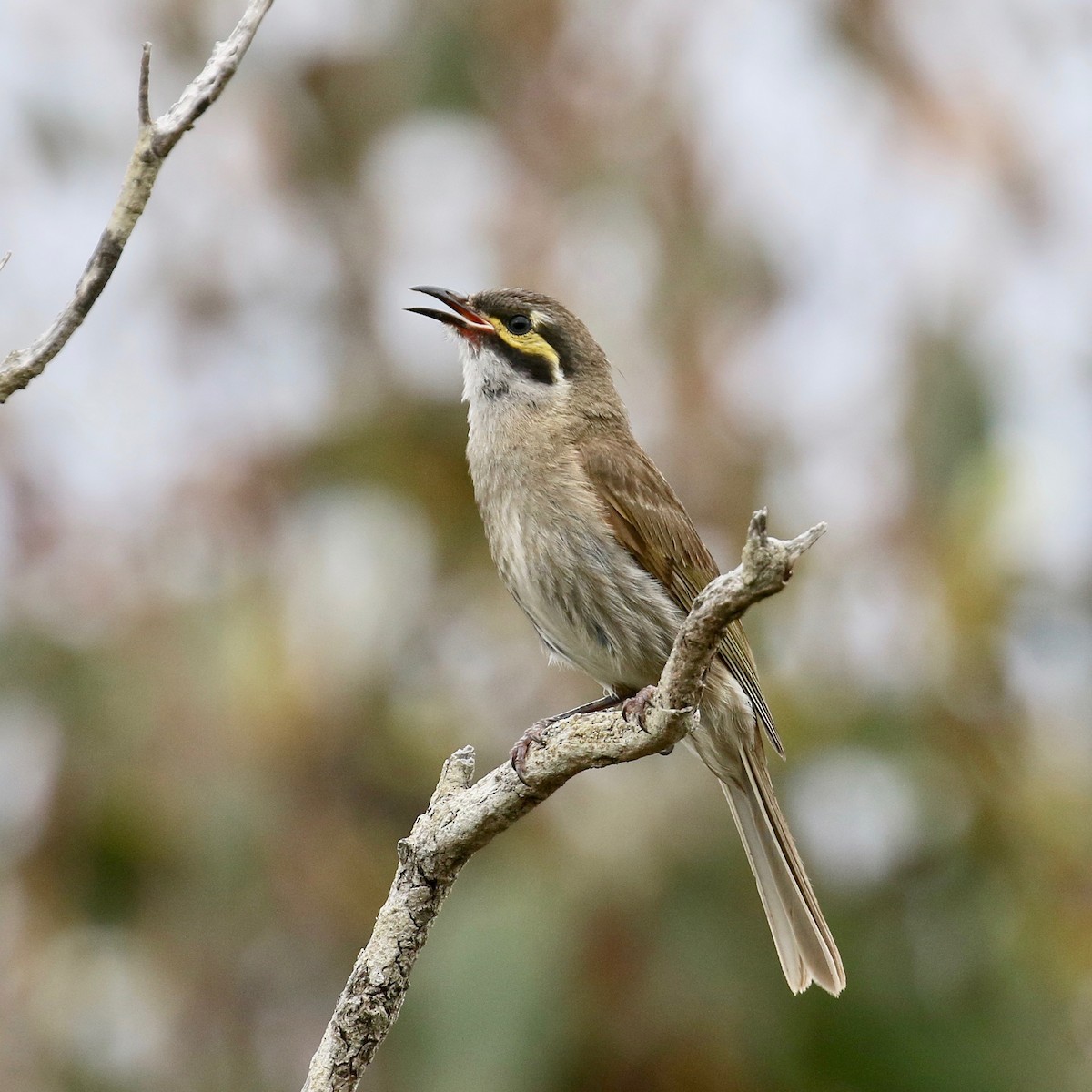 Yellow-faced Honeyeater - ML308501891