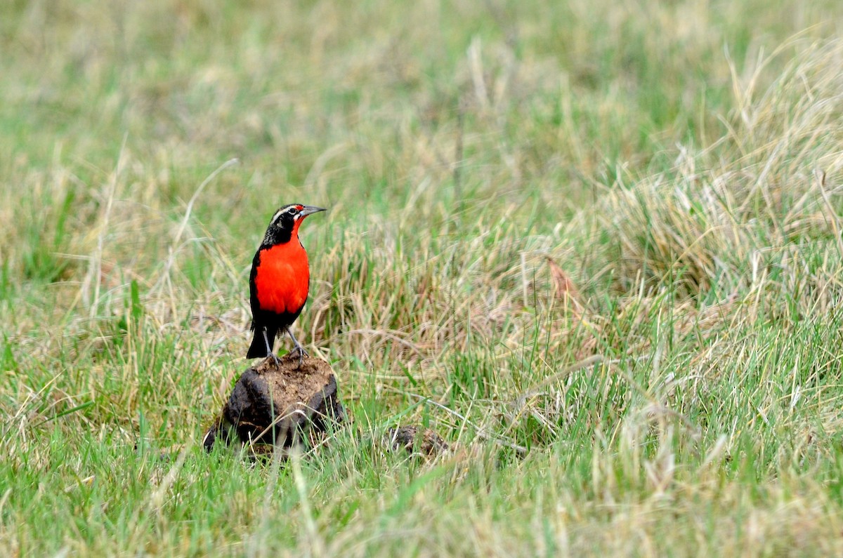 Pampas Meadowlark - ML30850221