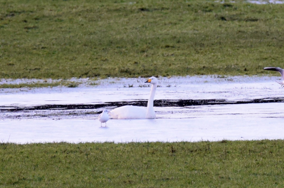 Whooper Swan - A Emmerson