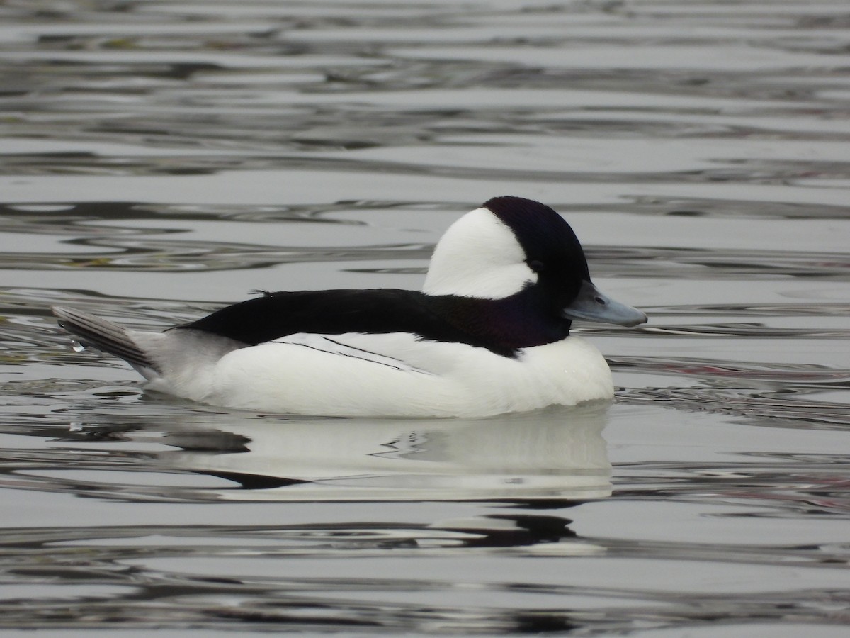 Bufflehead - ML308503751