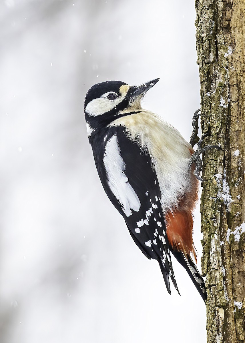 Great Spotted Woodpecker - ML308504471
