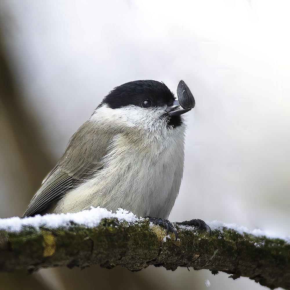 Marsh Tit - ML308504511
