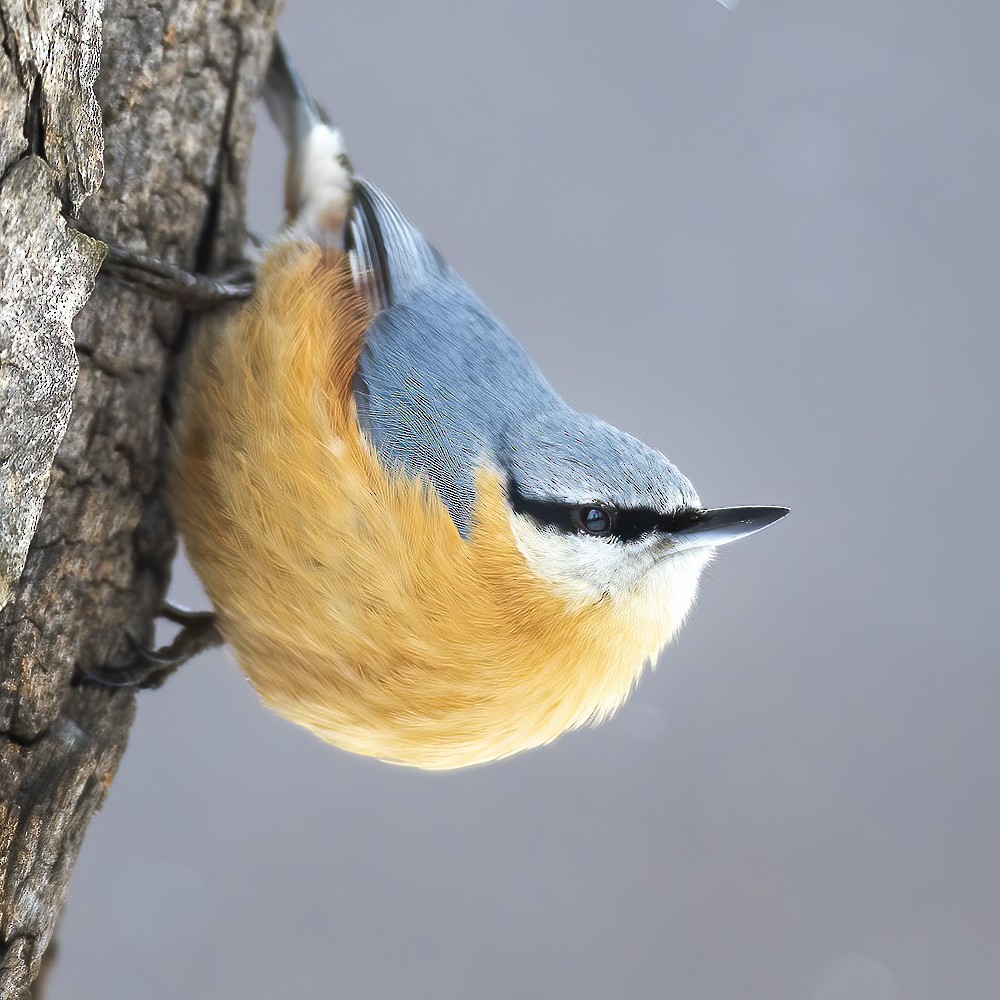 Eurasian Nuthatch - ML308504571