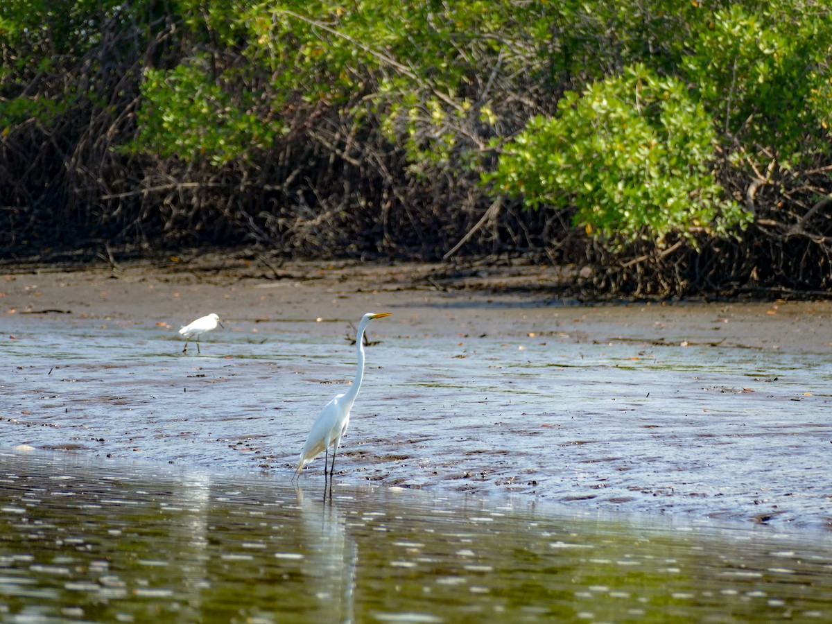 Great Egret - Gilberto Flores-Walter (Feathers Birding)