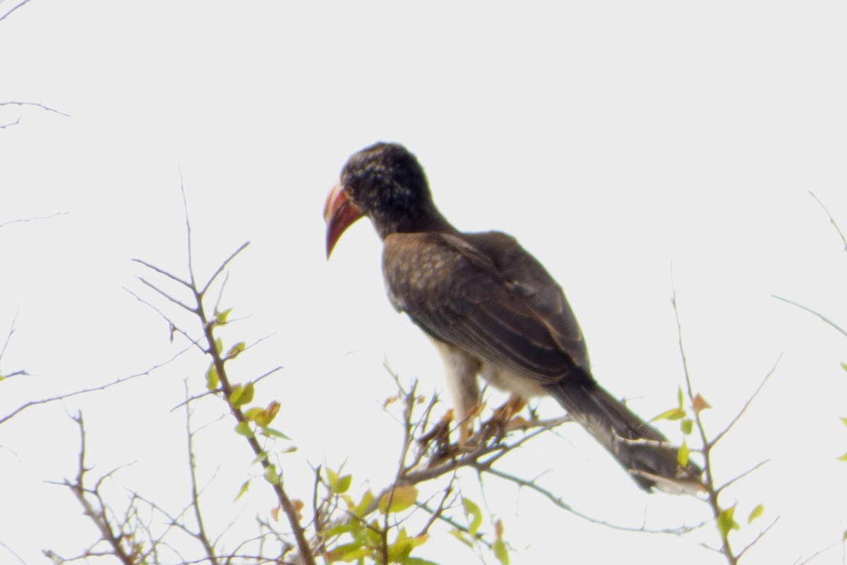 Crowned Hornbill - Juan Manuel Pérez de Ana