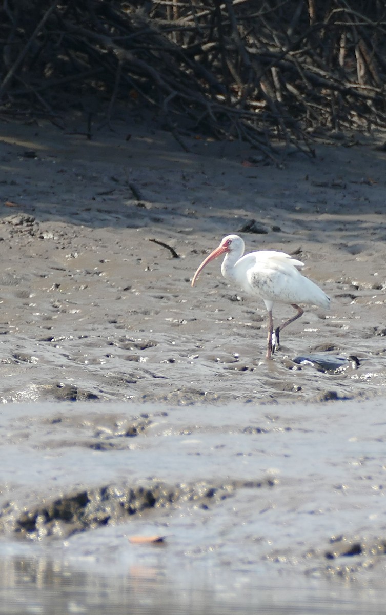 ibis bílý - ML308507041