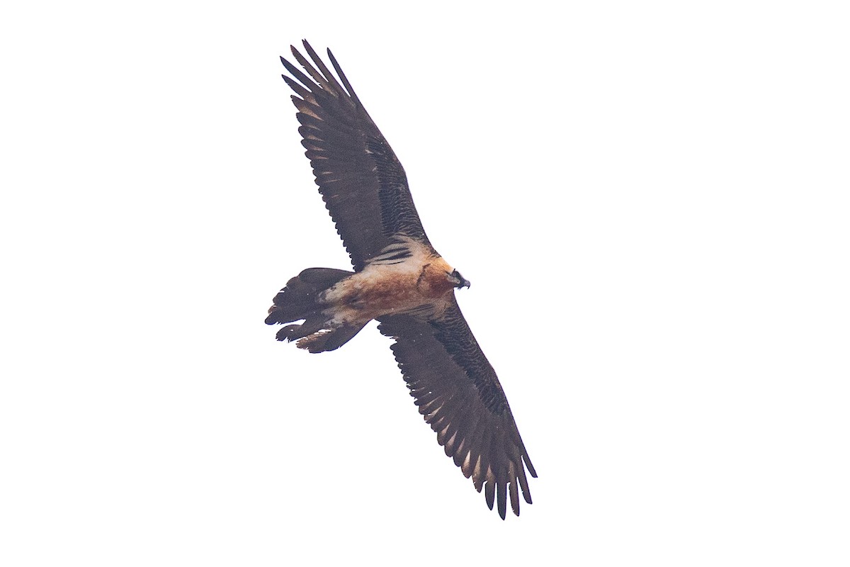 Bearded Vulture - ML308507611