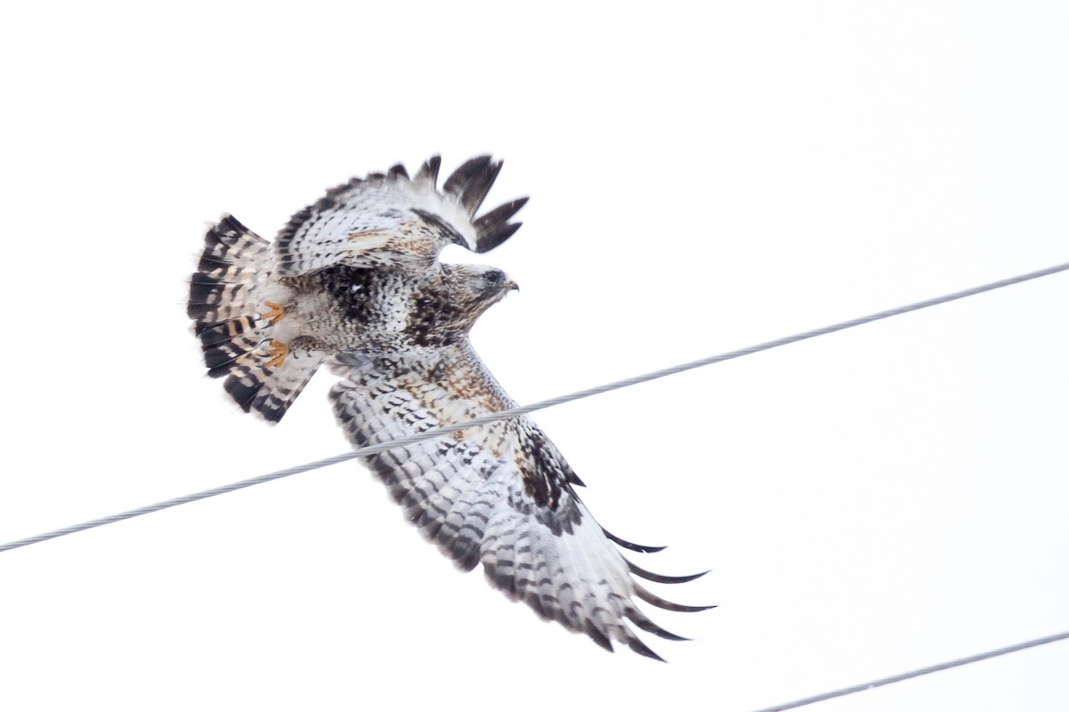 Rough-legged Hawk - ML308507661
