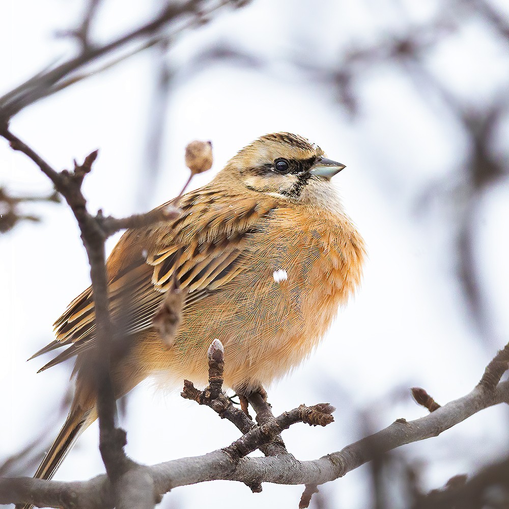 Rock Bunting - ML308507751