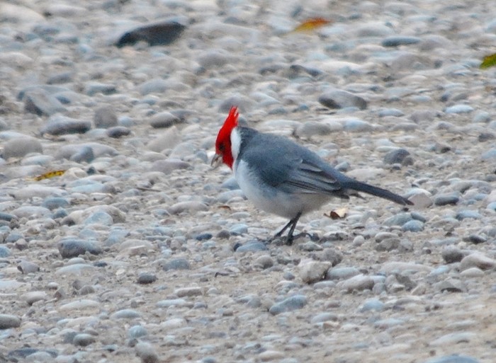 Red-crested Cardinal - Julián Tocce