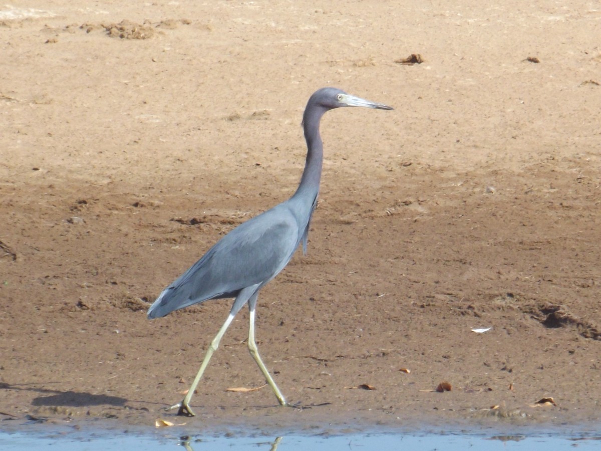 Little Blue Heron - ML308508951