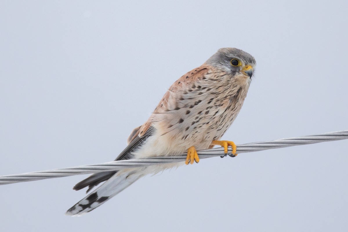 Eurasian Kestrel - ML308508991
