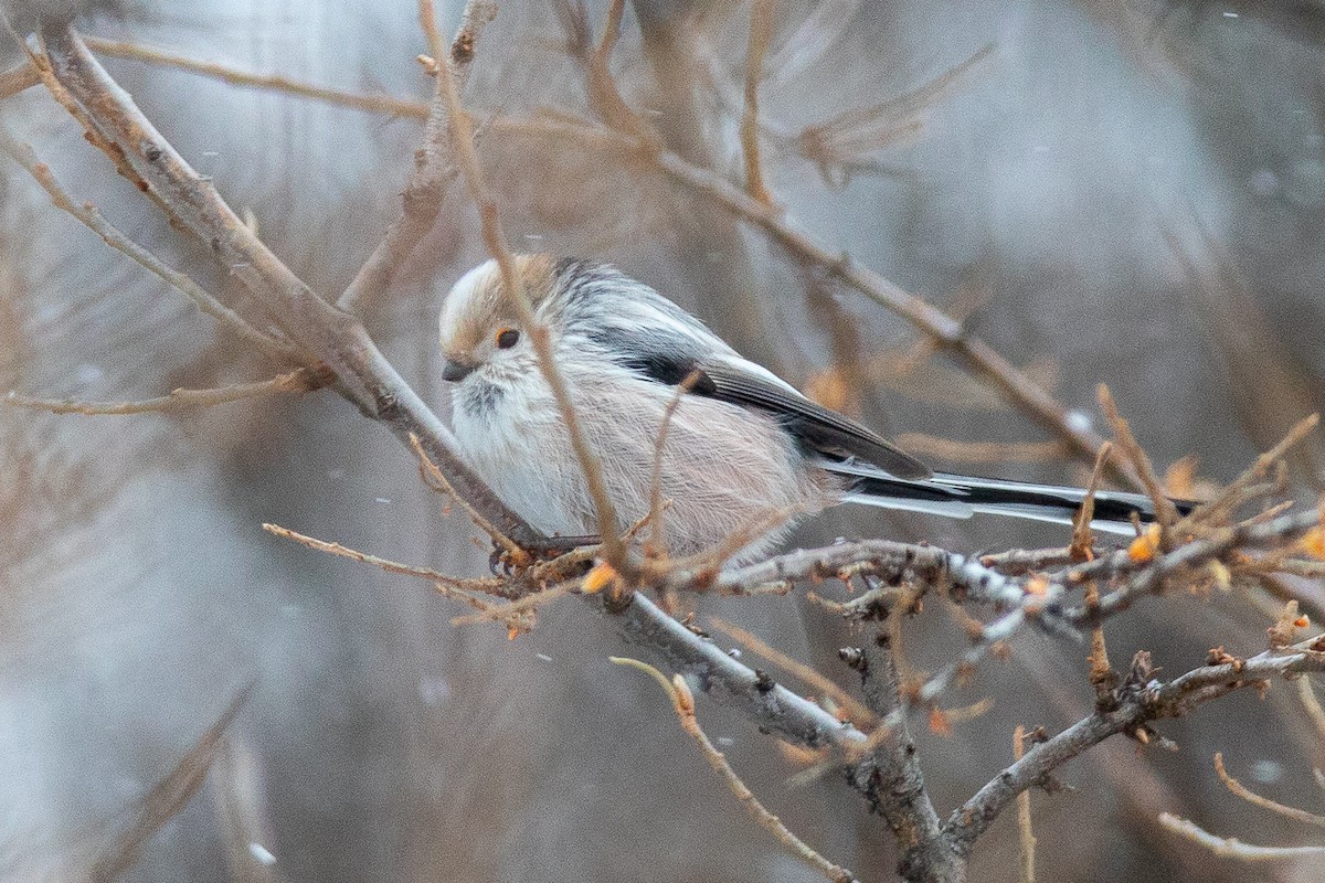 Long-tailed Tit - ML308509081