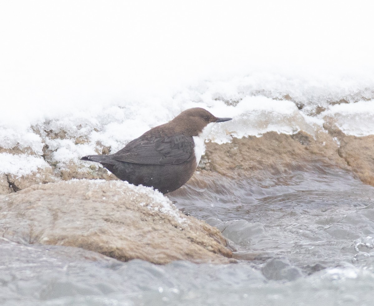 White-throated Dipper - ML308509111
