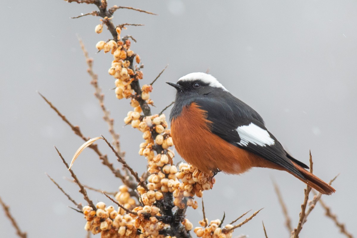 White-winged Redstart - ML308509121