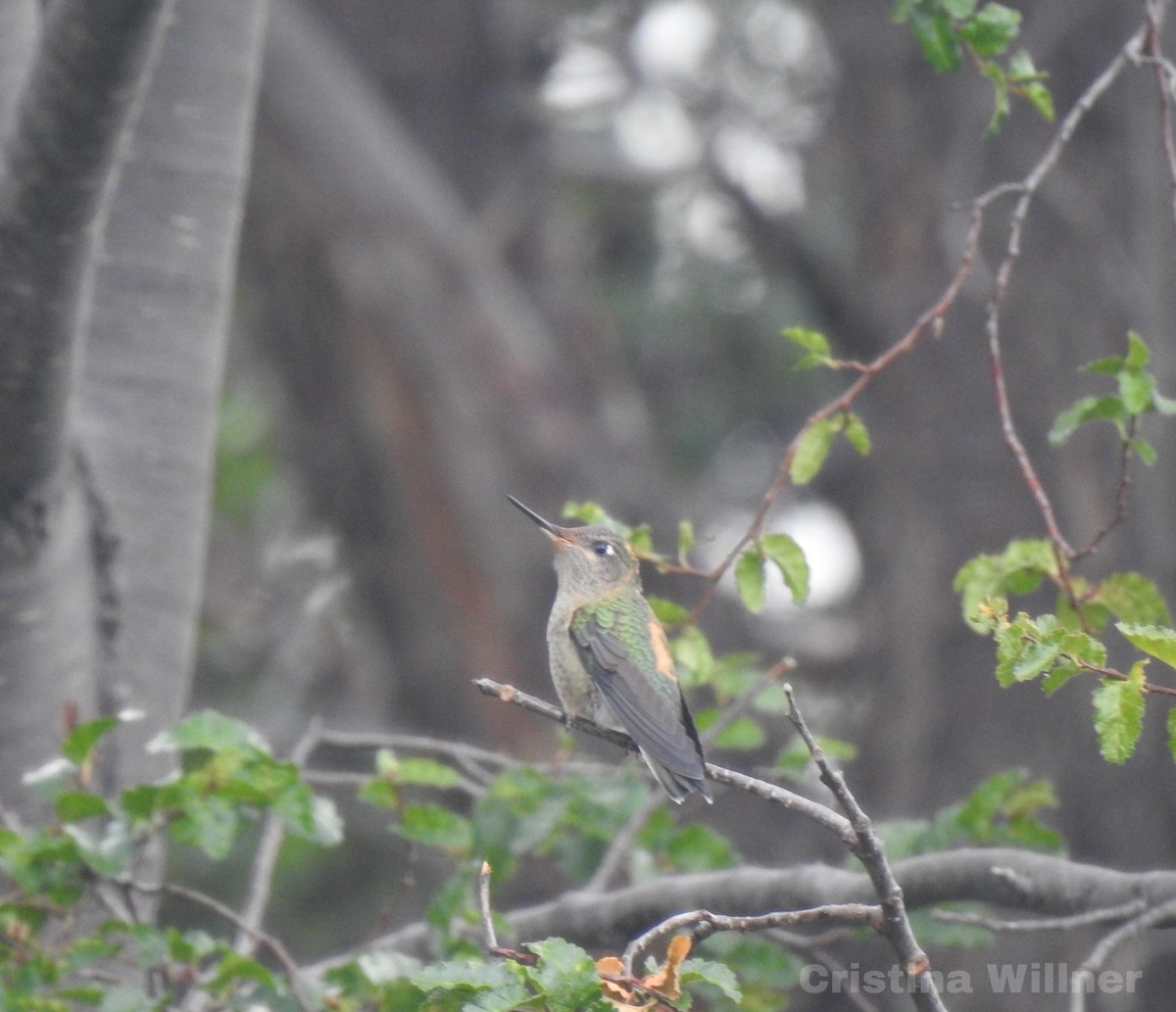 Green-backed Firecrown - ML308509271