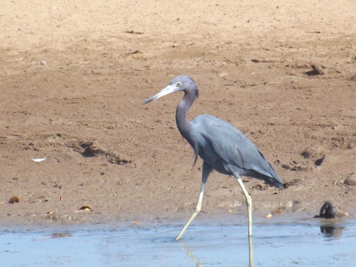 Little Blue Heron - Luis Loyo