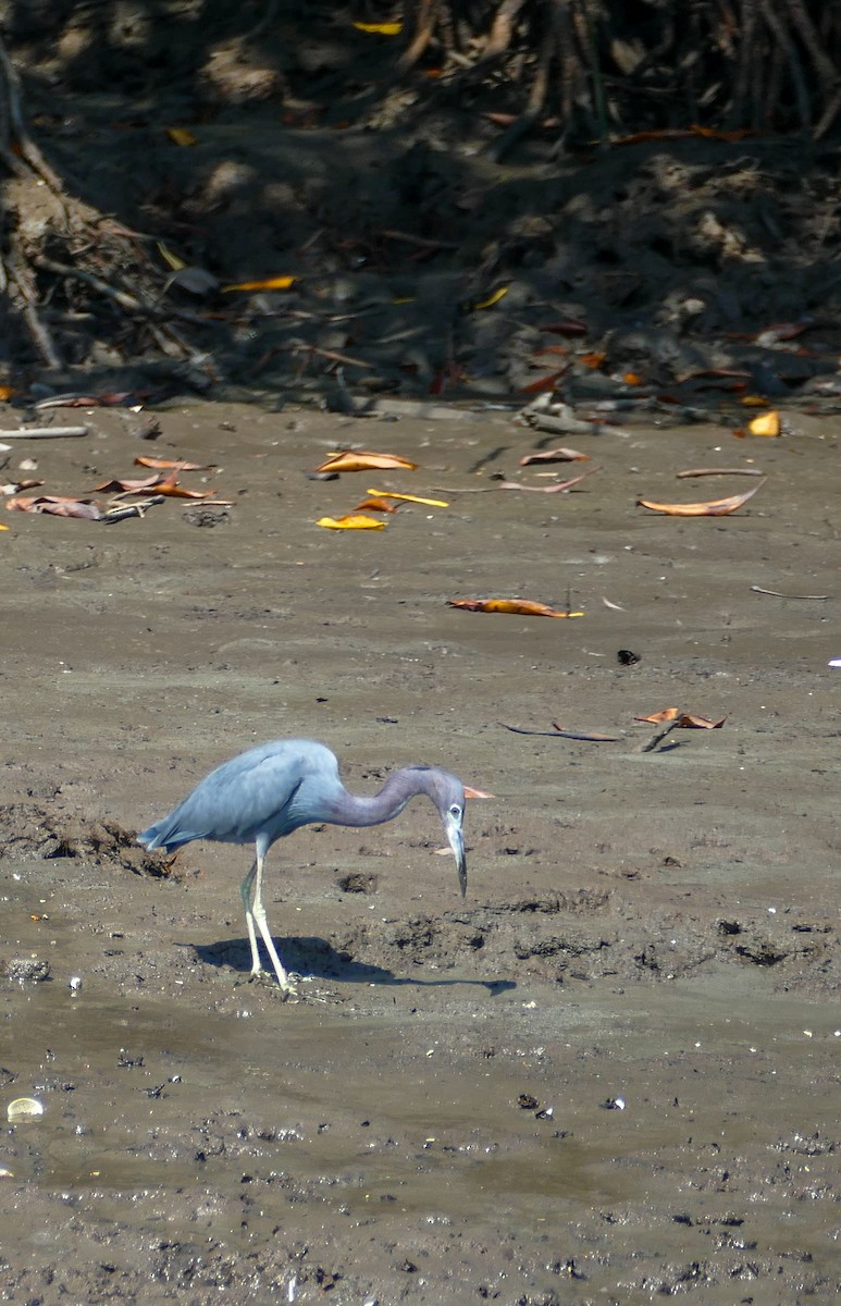 Little Blue Heron - ML308509571