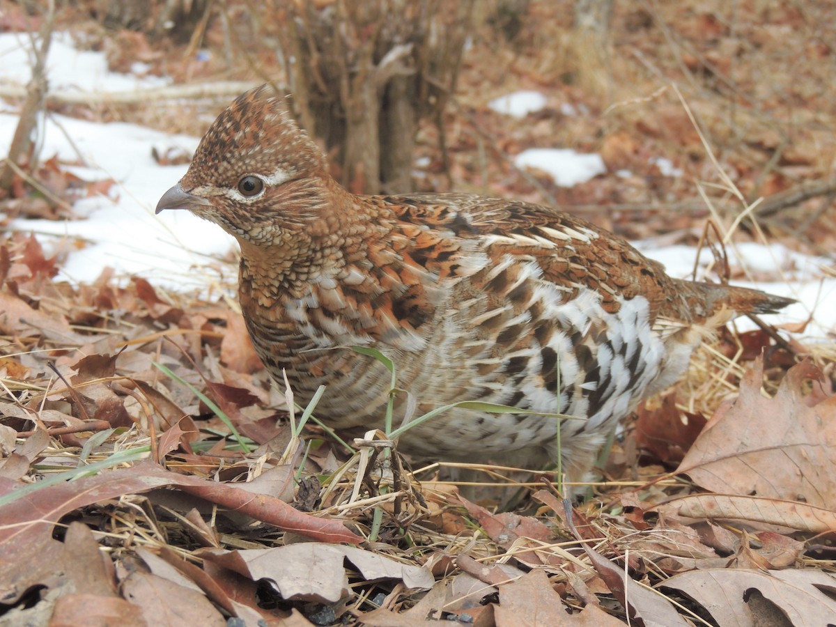 Ruffed Grouse - ML308510371