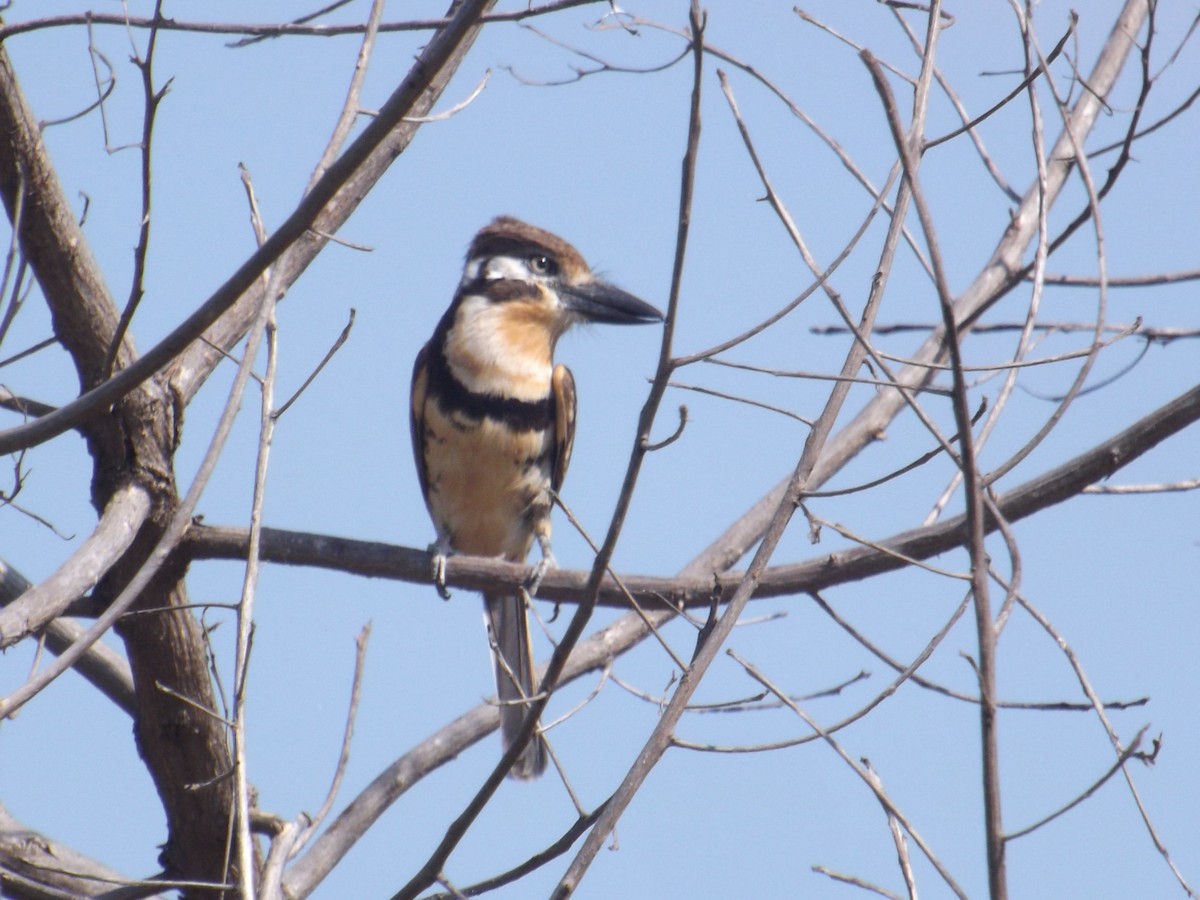 Russet-throated Puffbird - ML308510491