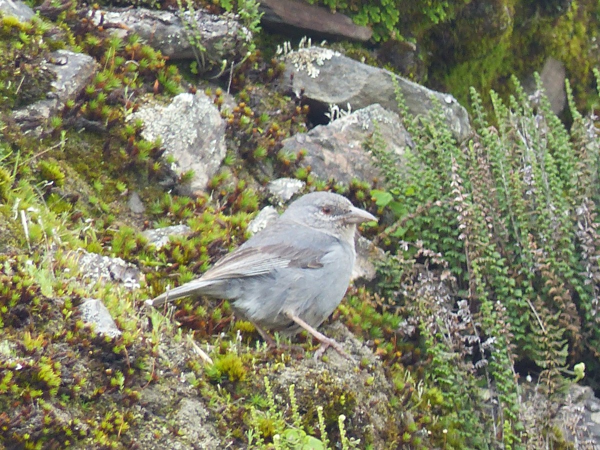 Kısa Kuyruklu And İspinozu - ML308510521