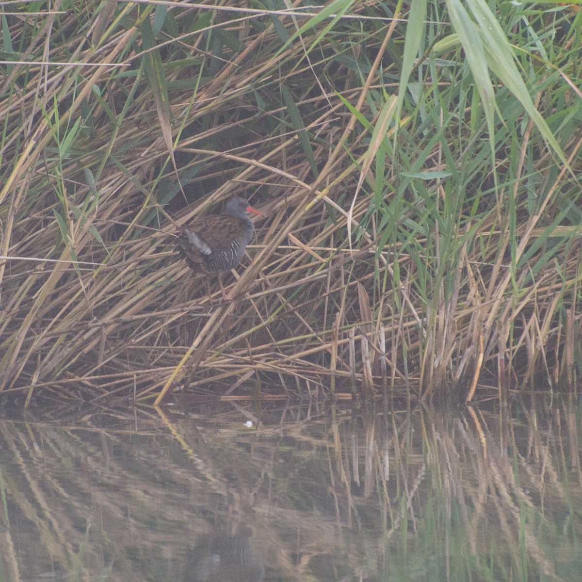 Water Rail - ML308510901