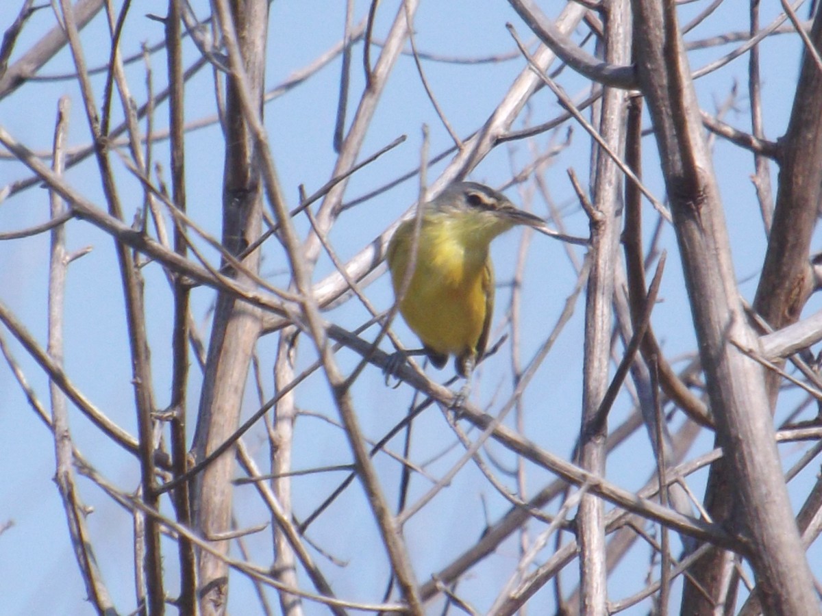 Maracaibo Tody-Flycatcher - ML308511101