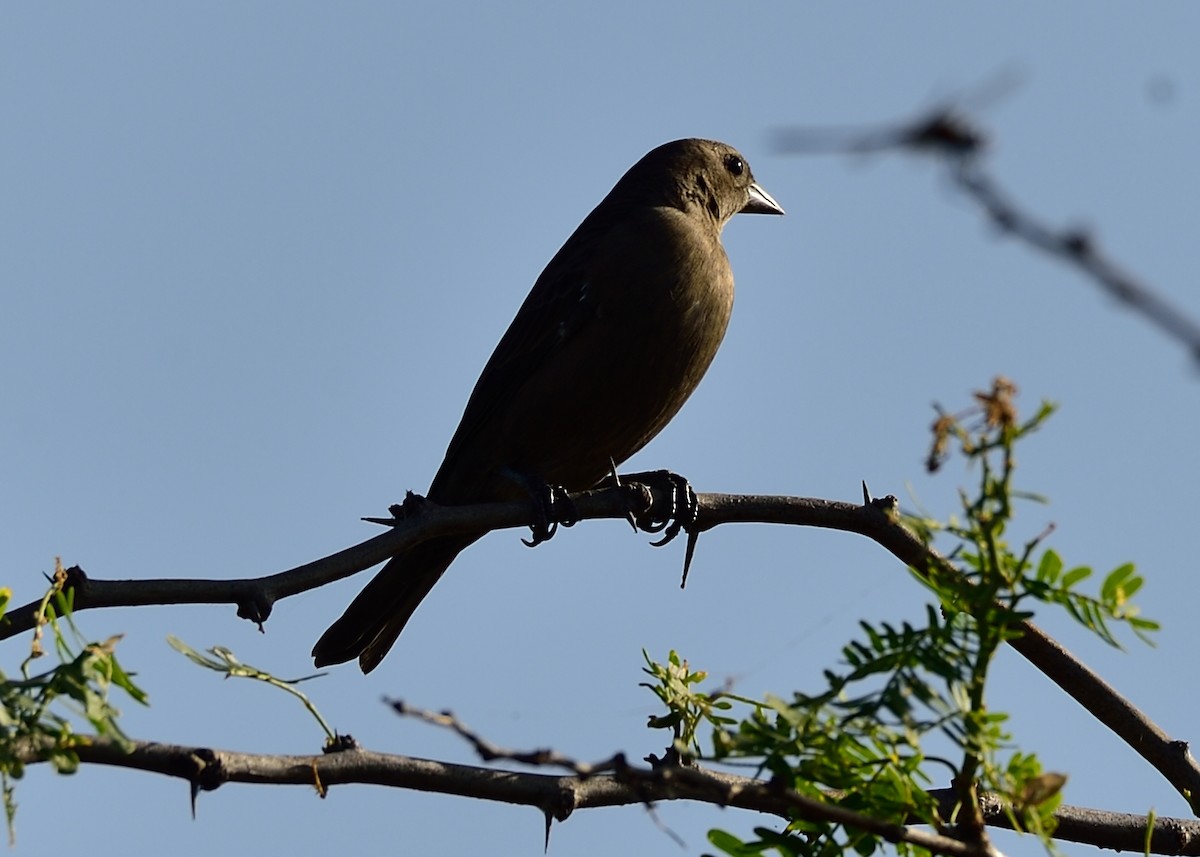 Shiny Cowbird - Michiel Oversteegen