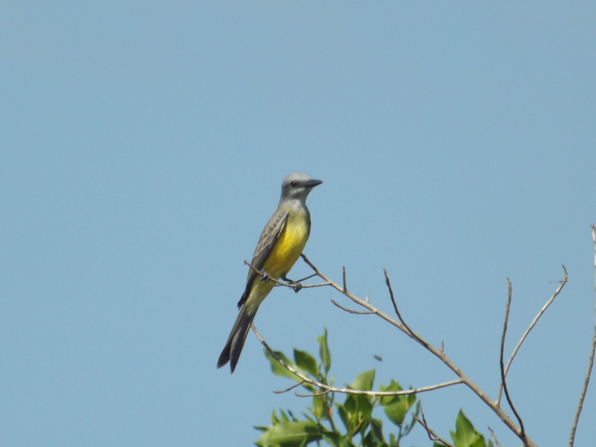 Tropical Kingbird - Luis Loyo