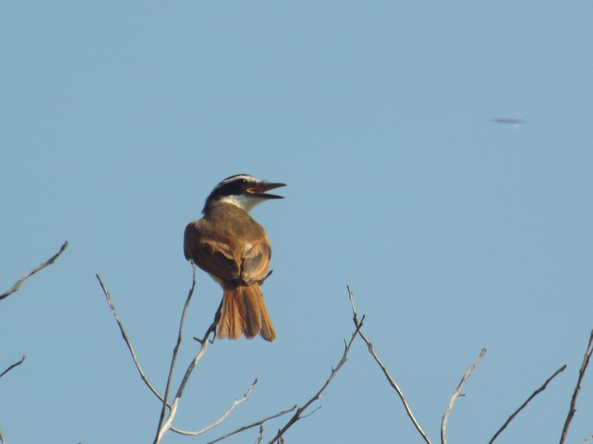 Great Kiskadee - ML308512321