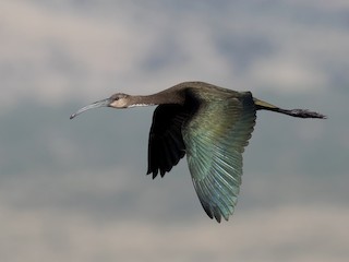 Juvenile - White-faced Ibis