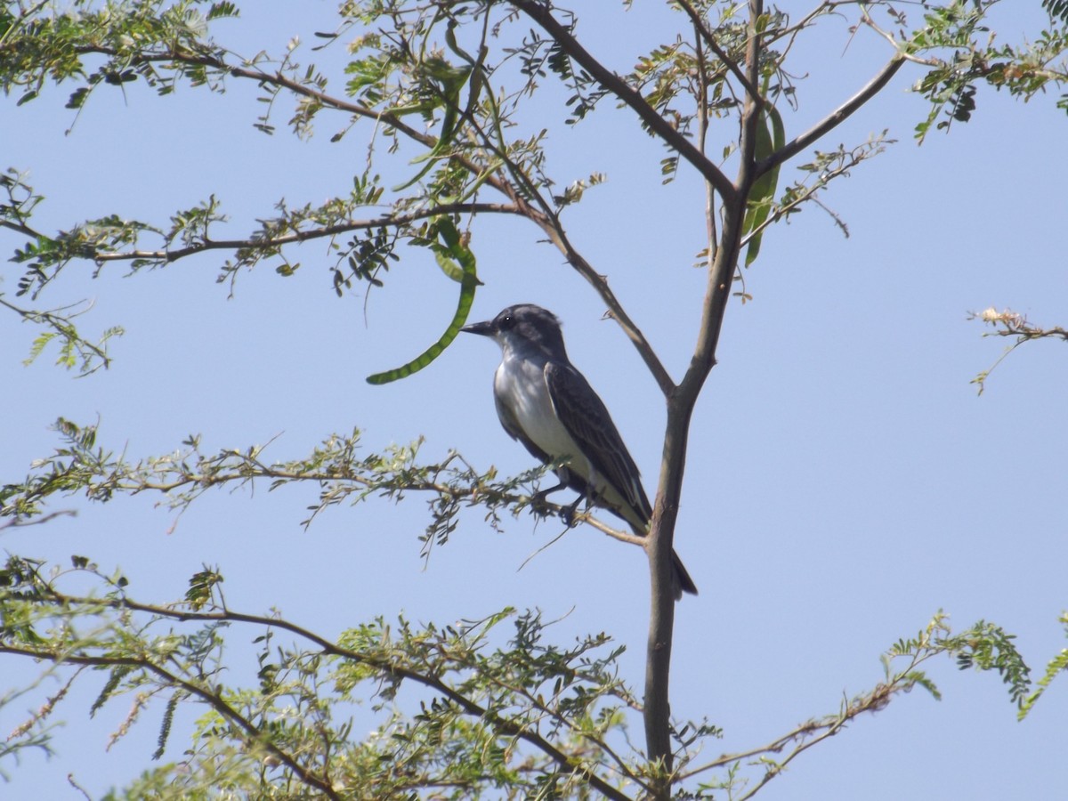 Gray Kingbird - ML308512491