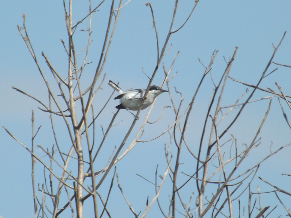 Tropical Gnatcatcher - ML308512511