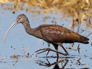 Nonbreeding adult - White-faced Ibis