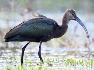 Juvenile - White-faced Ibis