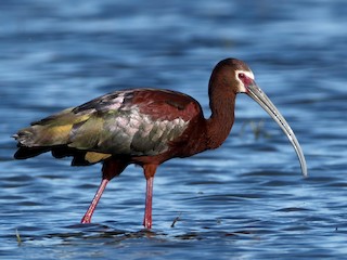 Breeding adult - White-faced Ibis