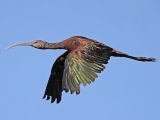 Nonbreeding adult - White-faced Ibis