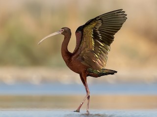 Breeding adult - White-faced Ibis