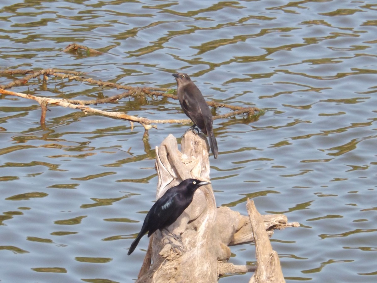 Carib Grackle - Luis Loyo