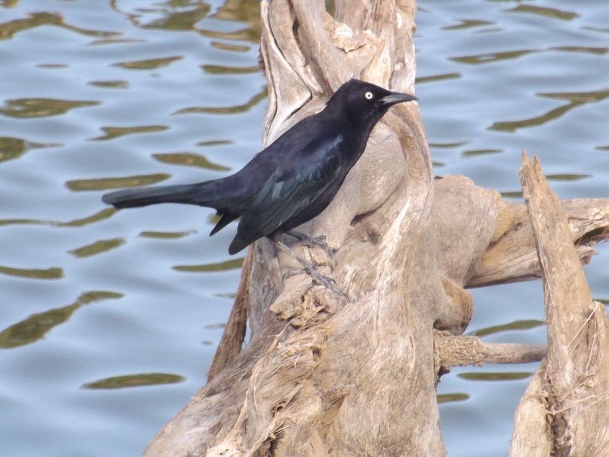 Carib Grackle - ML308512991