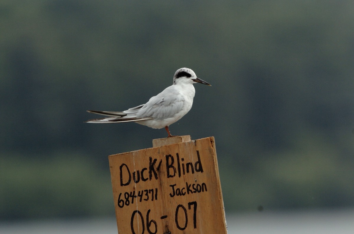 Forster's Tern - Tom Amico