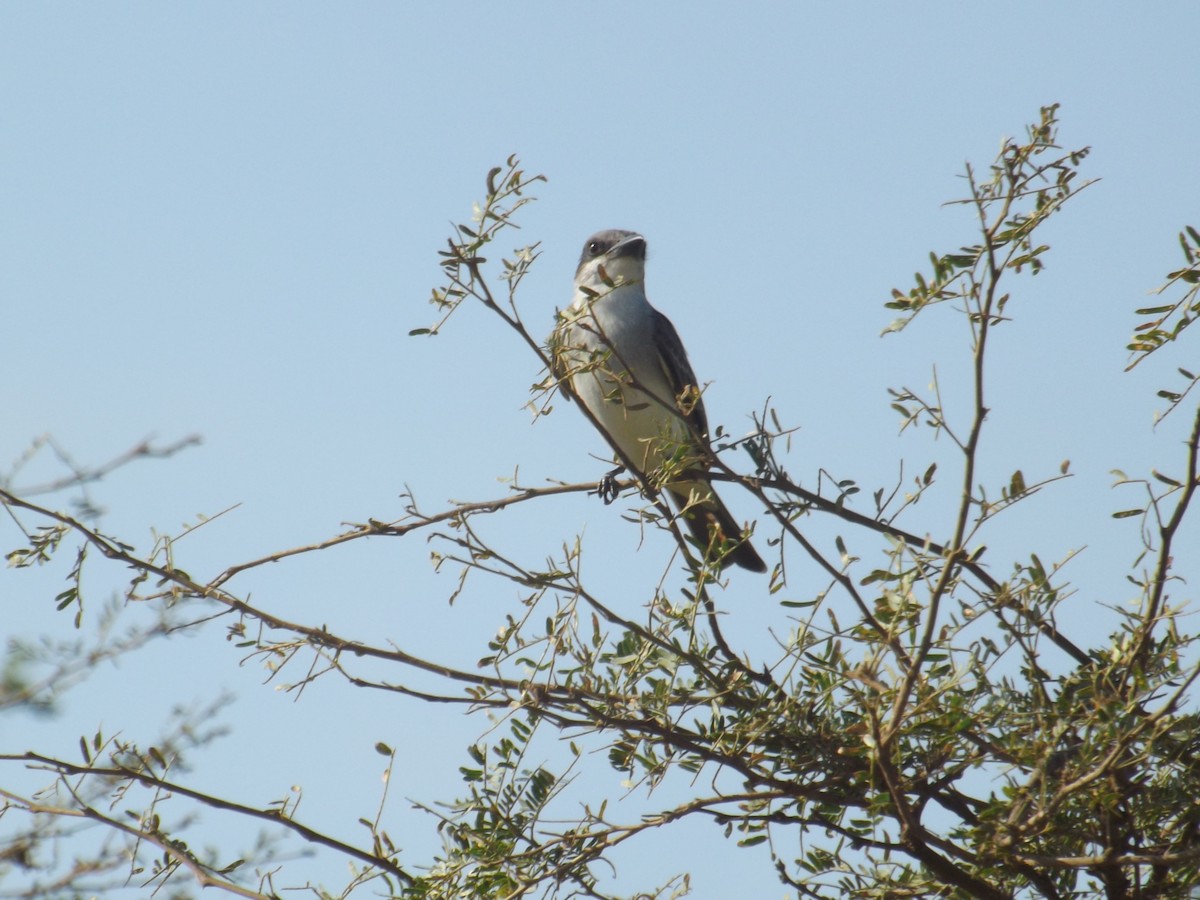 Gray Kingbird - ML308513311