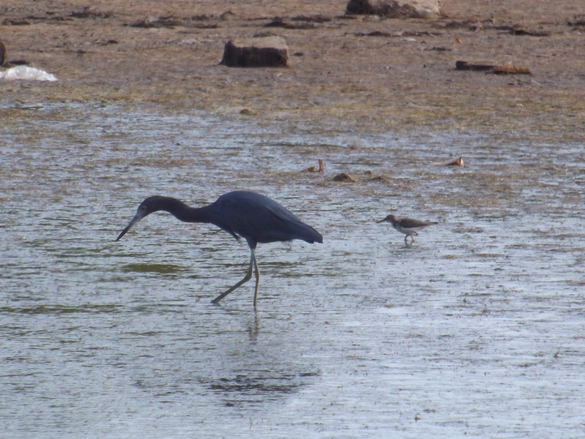 Little Blue Heron - ML308513411