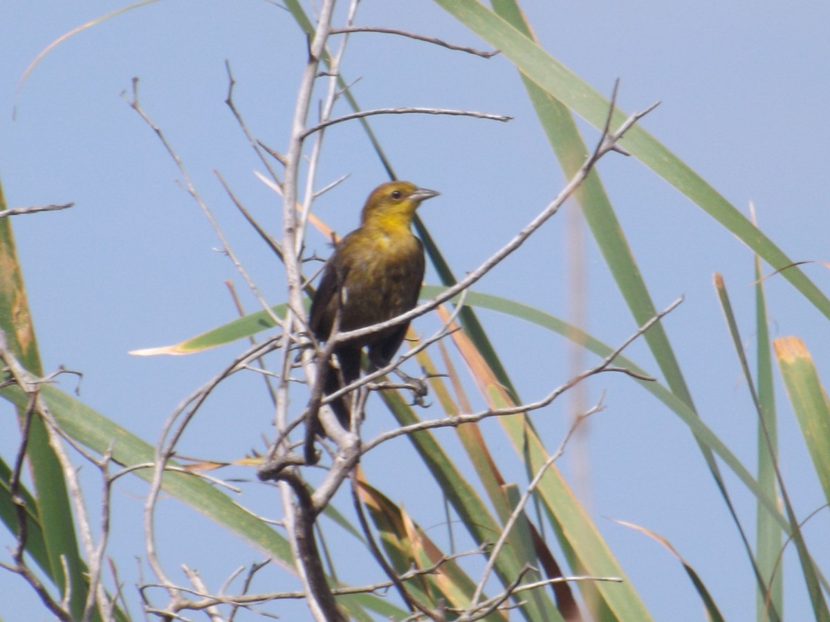 Yellow-hooded Blackbird - Luis Loyo