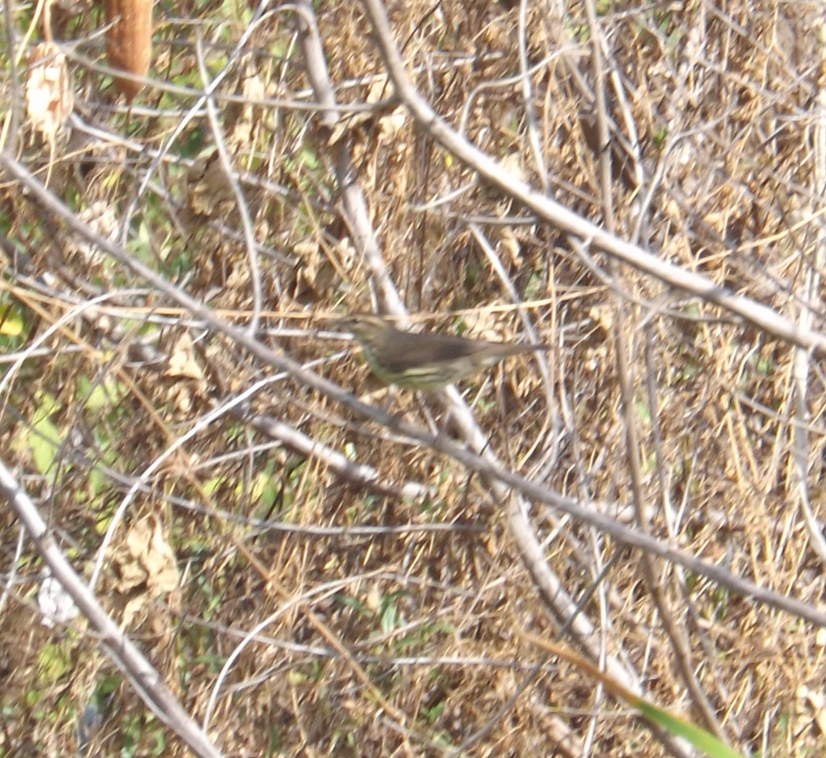 Northern Waterthrush - ML308513801