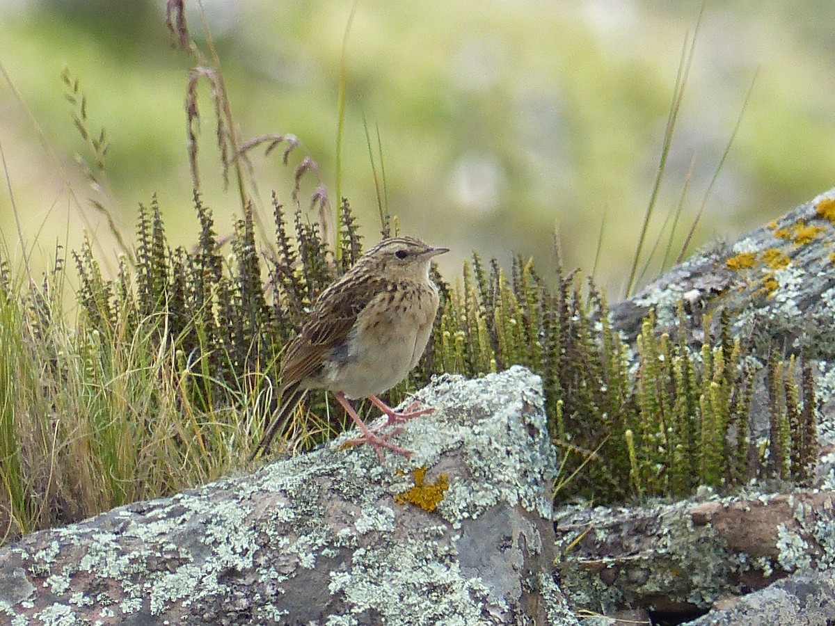 Pipit du paramo - ML308515731