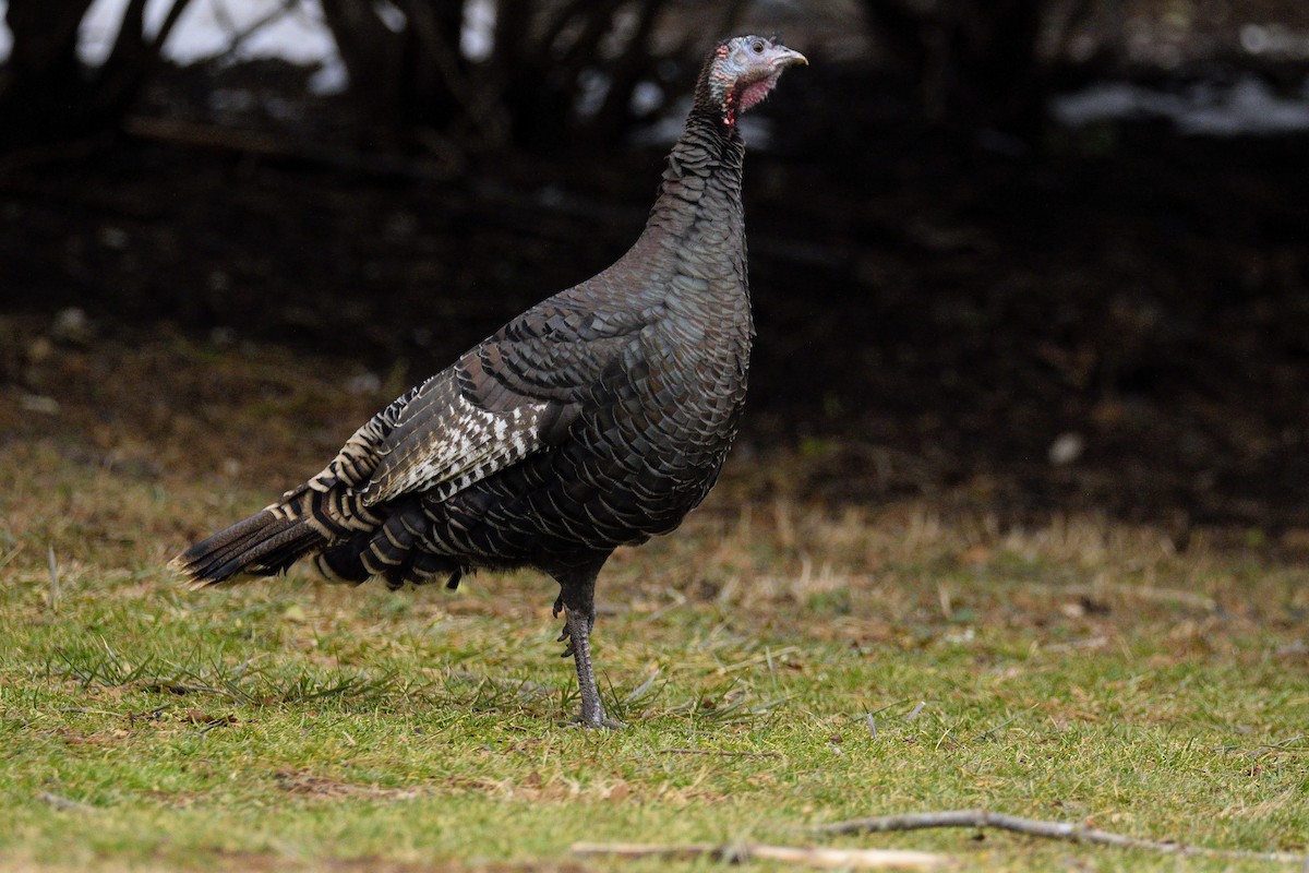 Wild Turkey - ML308518931