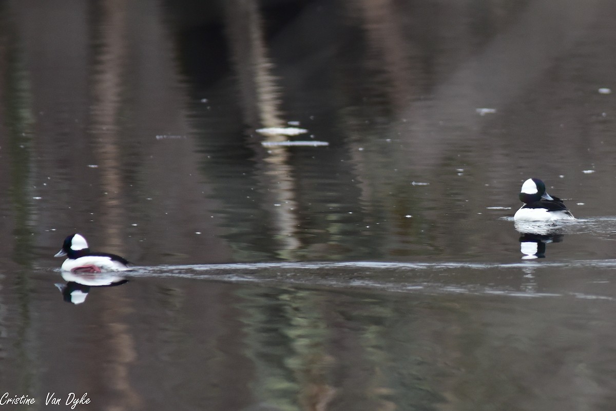 Bufflehead - Cristine Van Dyke